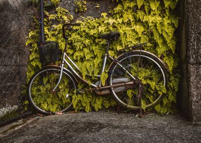 Old Bicycle