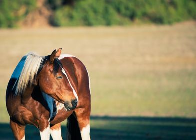 Beautiful horse eyes close