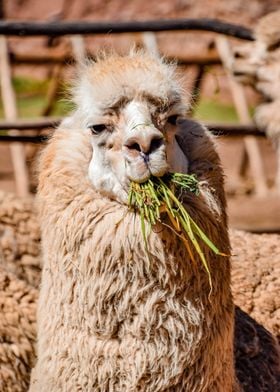 Funny Cute Alpaca Llama