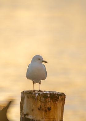 Seagull Sunrise Silhouette