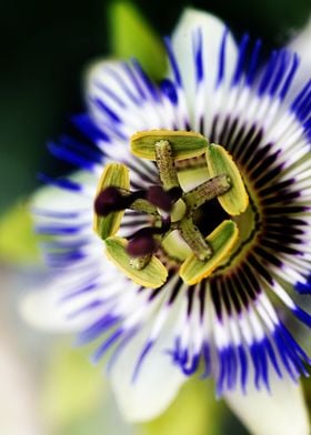 Exotic passion flower