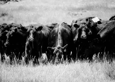 Black & White Cow Farming