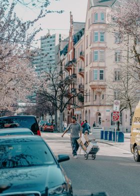 Cherry Blossom Street