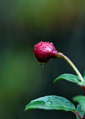 Closed rose in the rain