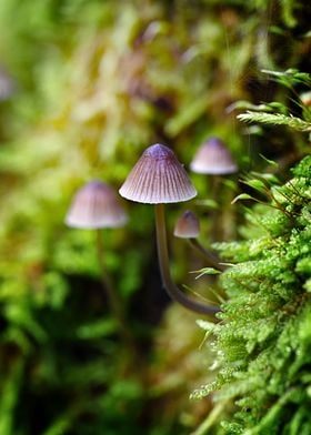 Mushroom landscape with mo