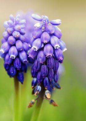 Blue grape hyacinth detail