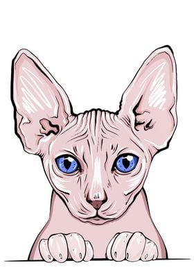 Sphinx cat portrait