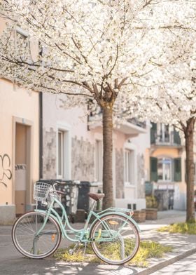 Cherry Blossom Bicycle
