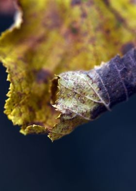 withered autumn leaf