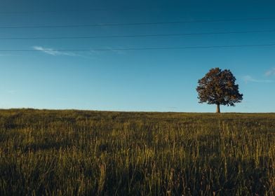 Lonely Tree