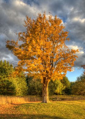 Autumn Sunset