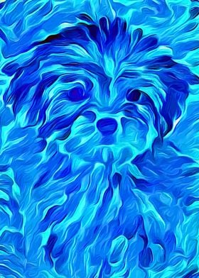 Yorkshire Terrier Blue