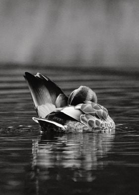 Duck preening