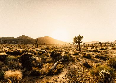 Joshua tree