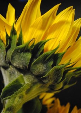 Sunflower Bristle