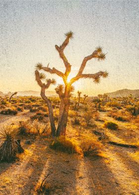 Joshua tree