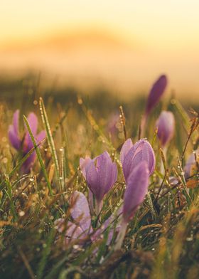 Autumn Crocus at sunrise