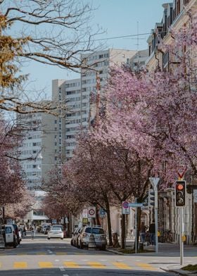 Cherry Blossom Street