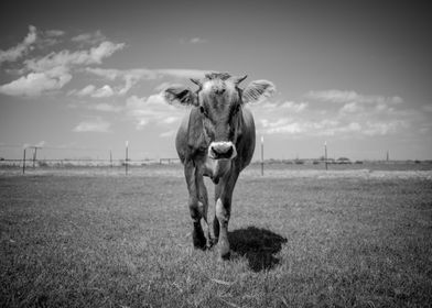 Centered Dairy Cow