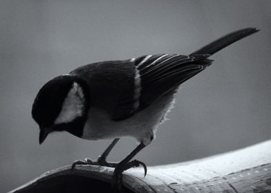 Great tit eating