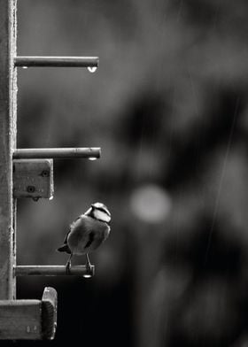 Blue tit in the rain