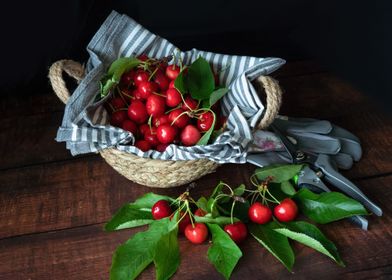 Red cherries in a basket