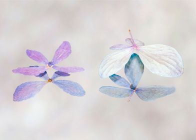 Hydrangea Reflections