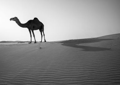 Lone Camel