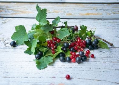 Red and black currants