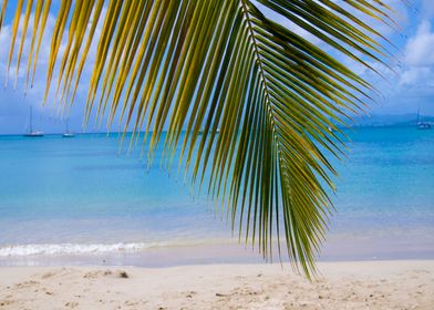 Palm on Tropical Beach