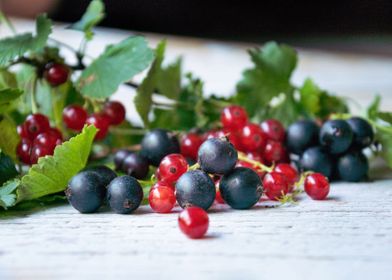 Close up organic Currants