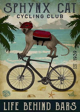 Cycling Sphynx cat