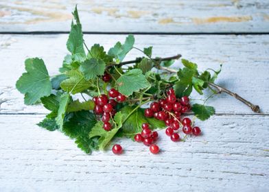 Red currants with leaves