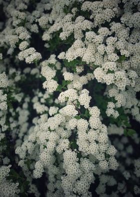 White blossom