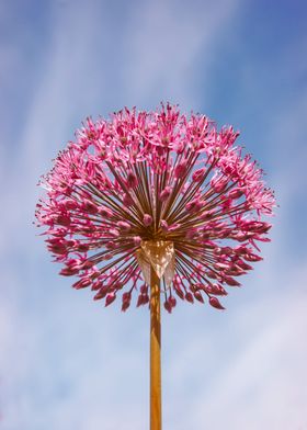 Summer Flower Echinops