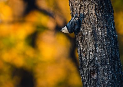 White Breasted Nuthatch