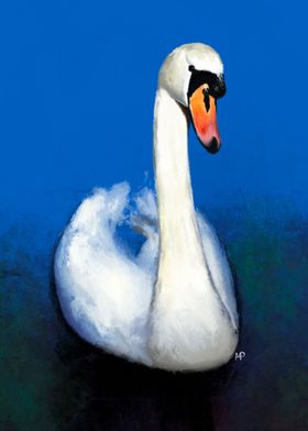 Mute Swan