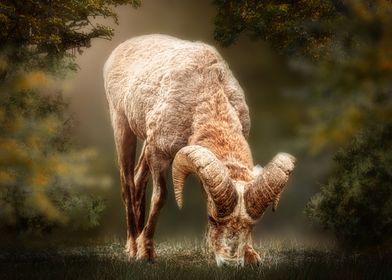 Big Horn Sheep