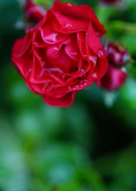 delicate red rose