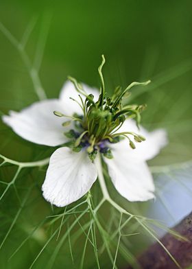 delicate sage flower