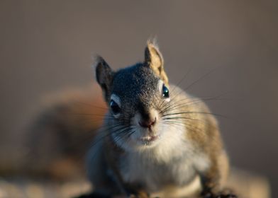 Curious Squirrel