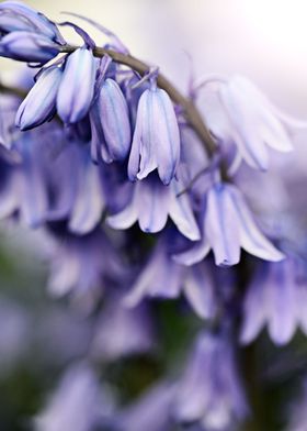 Wonderfull Bluebells