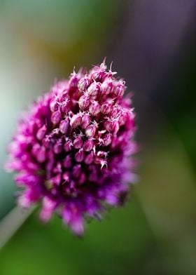 Details of chives