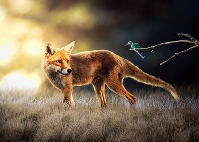 Fox and friend 2