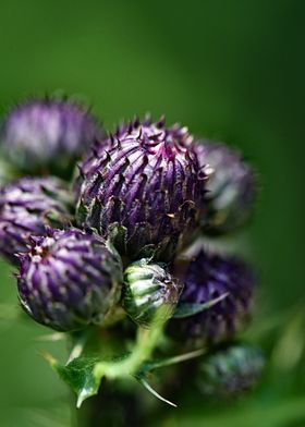 Flower of a thistle