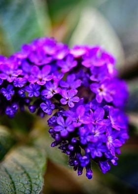 dalmatian flower purple