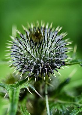 green thistle in detail