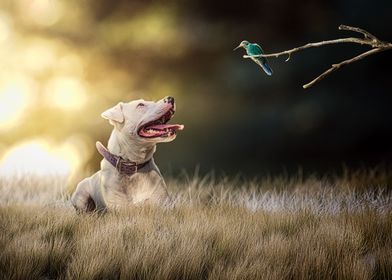 Pup and hummingbird