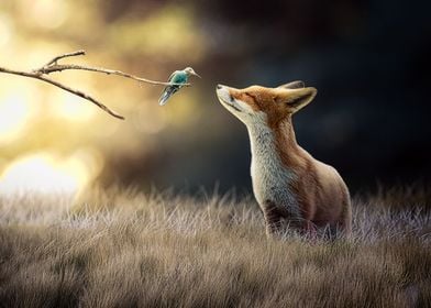 Fox and friend