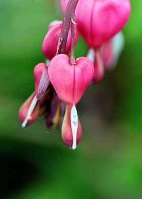 tearful heart flowers